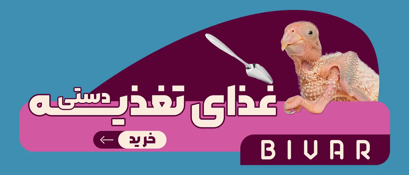 سرلاک طوطی سانان برند بیوار