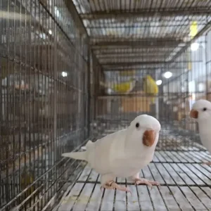 طوطی راهب آلبینو