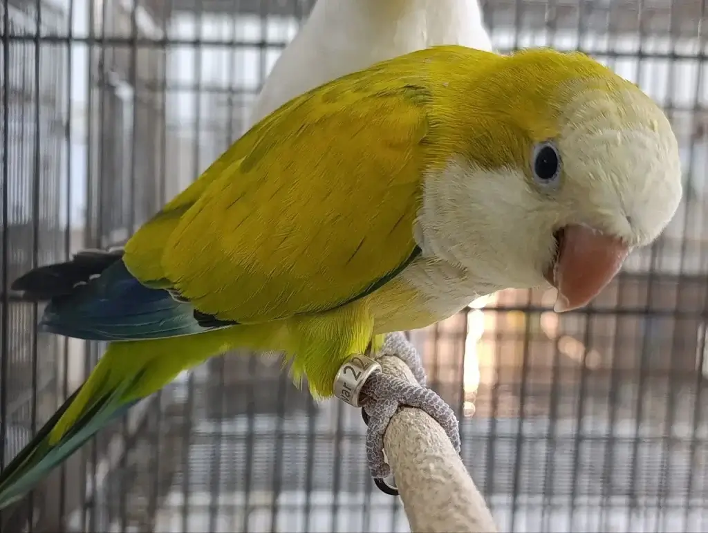 طوطی راهب اوپالین
